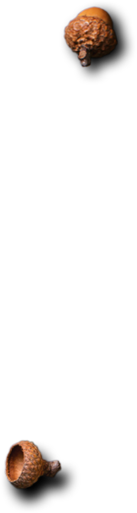 Catering and Event Services in Patna