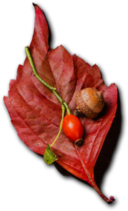 Bihar Catering Services